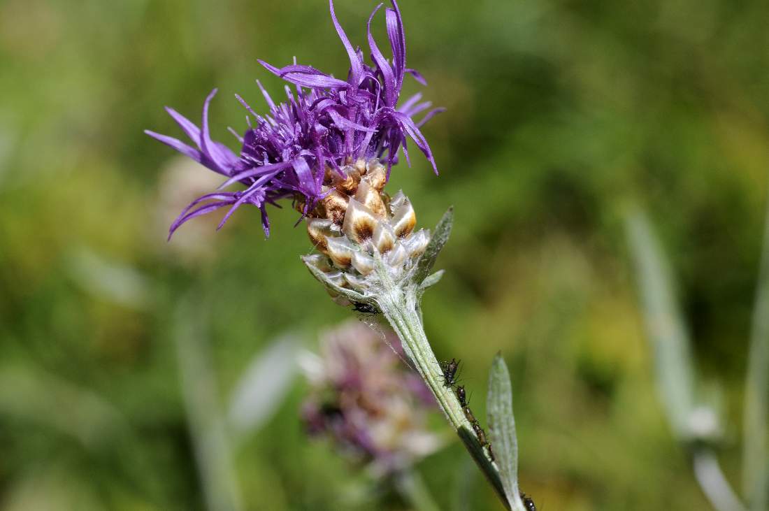 Aphididae - Uroleucon sp. del Veneto (TV)